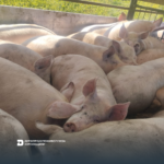 Контроль за переміщенням тварин на підконтрольній території Херсонщини