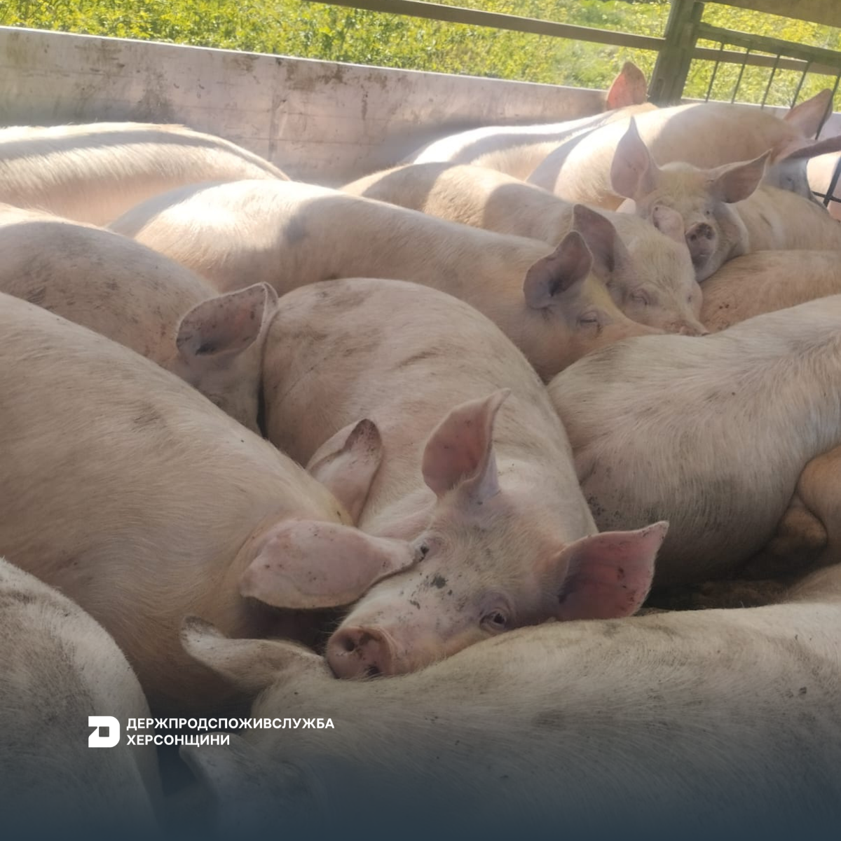 Контроль за переміщенням тварин на підконтрольній території Херсонщини