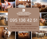 На Херсонщині створено «гарячу лінію» для повідомлення про захворювання тварин на ящур та блутанг
