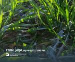 Гербіциди: що варто знати