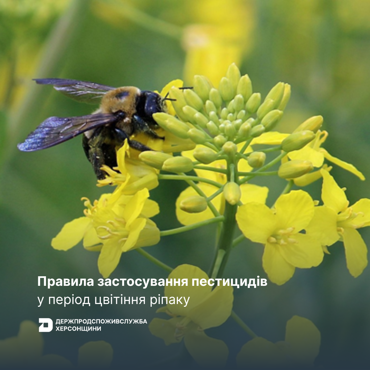 Правила застосування пестицидів у період цвітіння ріпаку