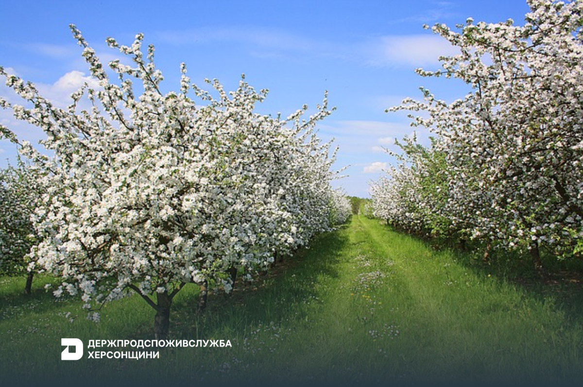 Прогноз фітосанітарного стану та рекомендації щодо захисту основних с/г рослин у господарствах Херсонської області на квітень 2025 року