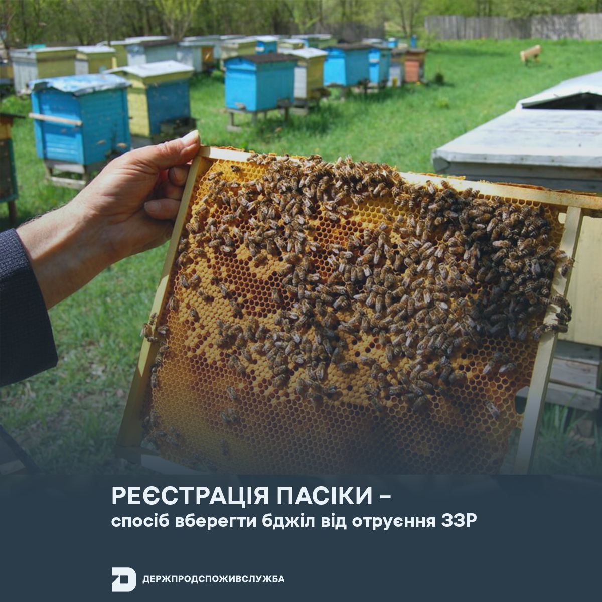 Реєстрація пасіки – спосіб вберегти бджіл від отруєння ЗЗР