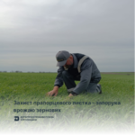 Захист прапорцевого листка Захист прапорцевого листка – запорука врожаю зернових