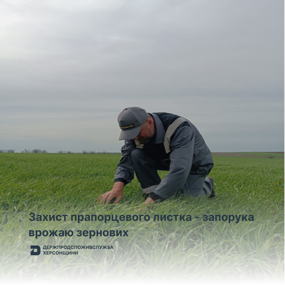 Захист прапорцевого листка – запорука врожаю зернових