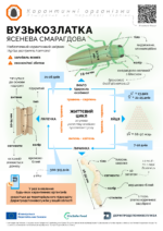 12.05.2025 Небезпечний карантинний шкідник: вузькозлатка ясенева смарагдова