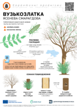 13.05.2025 Вузькозлатка ясенева смарагдова: ознаки пошкодження дерев