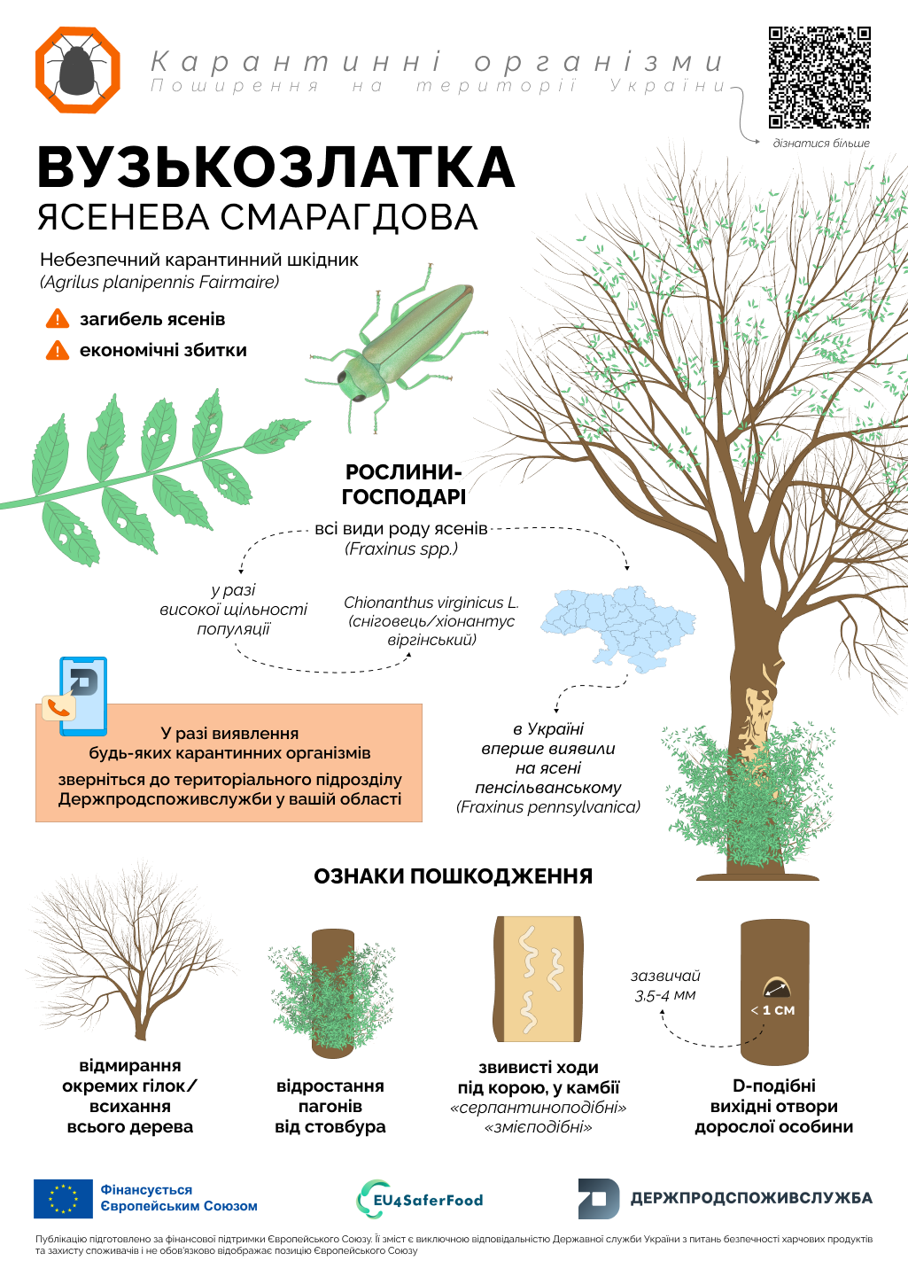 Вузькозлатка ясенева смарагдова: ознаки пошкодження дерев