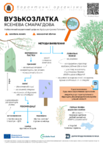 14.05.2025 Вузькозлатка ясенева смарагдова: як виявити