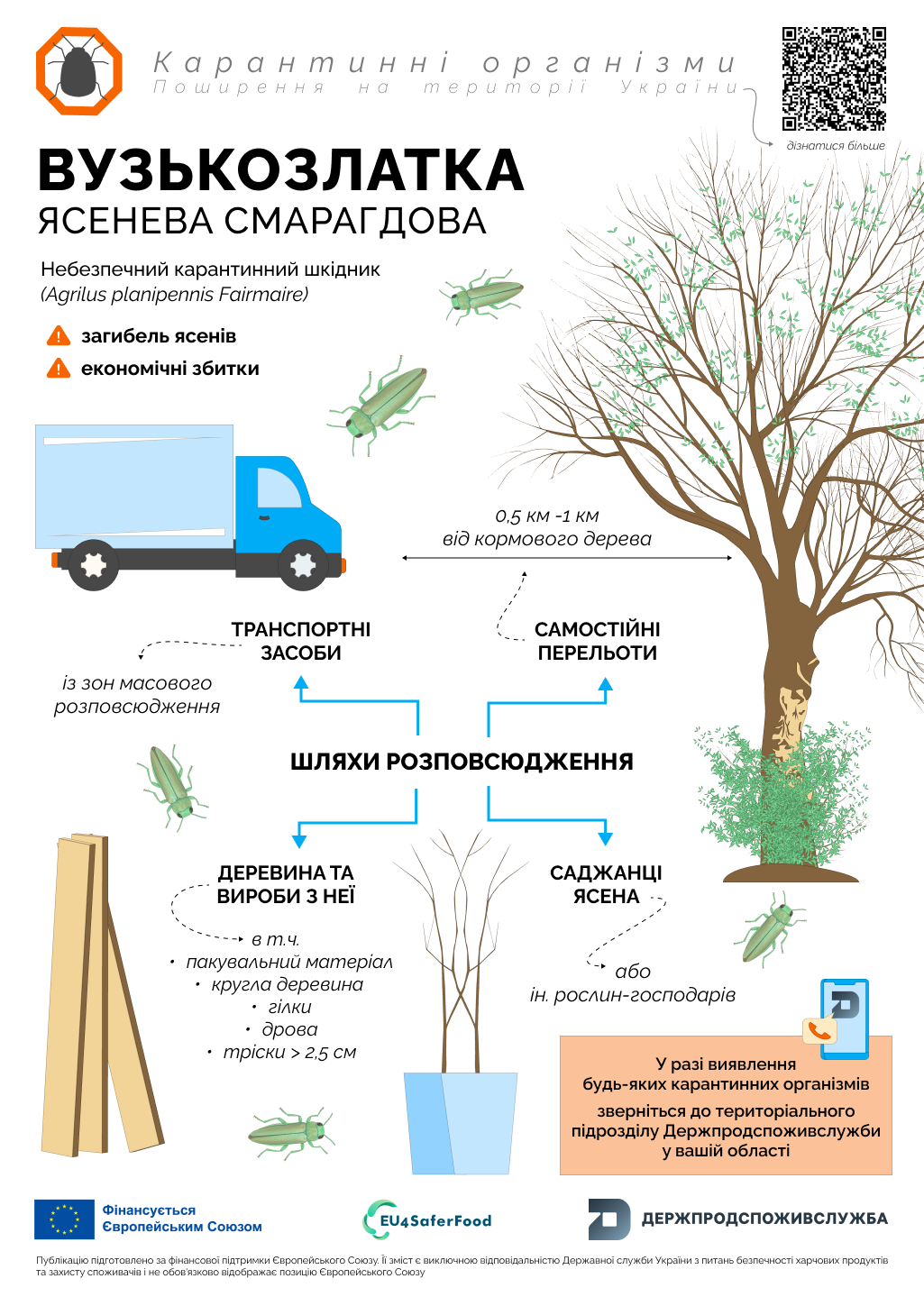 Вузькозлатка ясенева смарагдова: шляхи розповсюдження