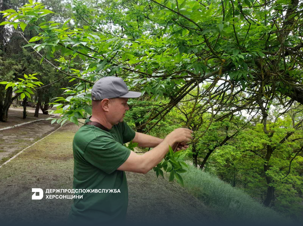 Фітосанітарна безпека: на Херсонщині триває боротьба з небезпечними шкідниками