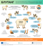 1_блутанг (1) Блутанг: клінічні ознаки