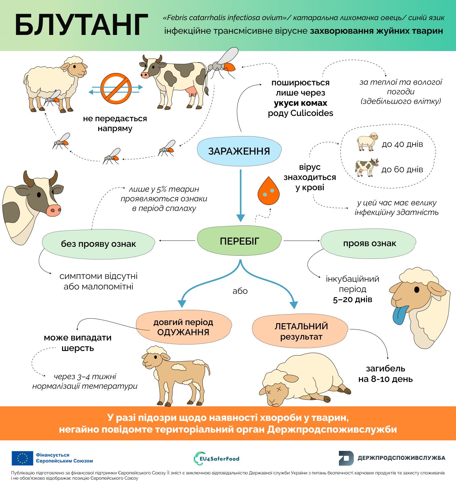 Блутанг: перебіг хвороби у свійських тварин