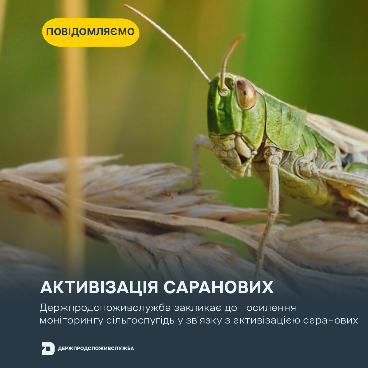 Держпродспоживслужба Херсонщини закликає до посилення моніторингу сільгоспугідь у зв’язку з активізацією саранових