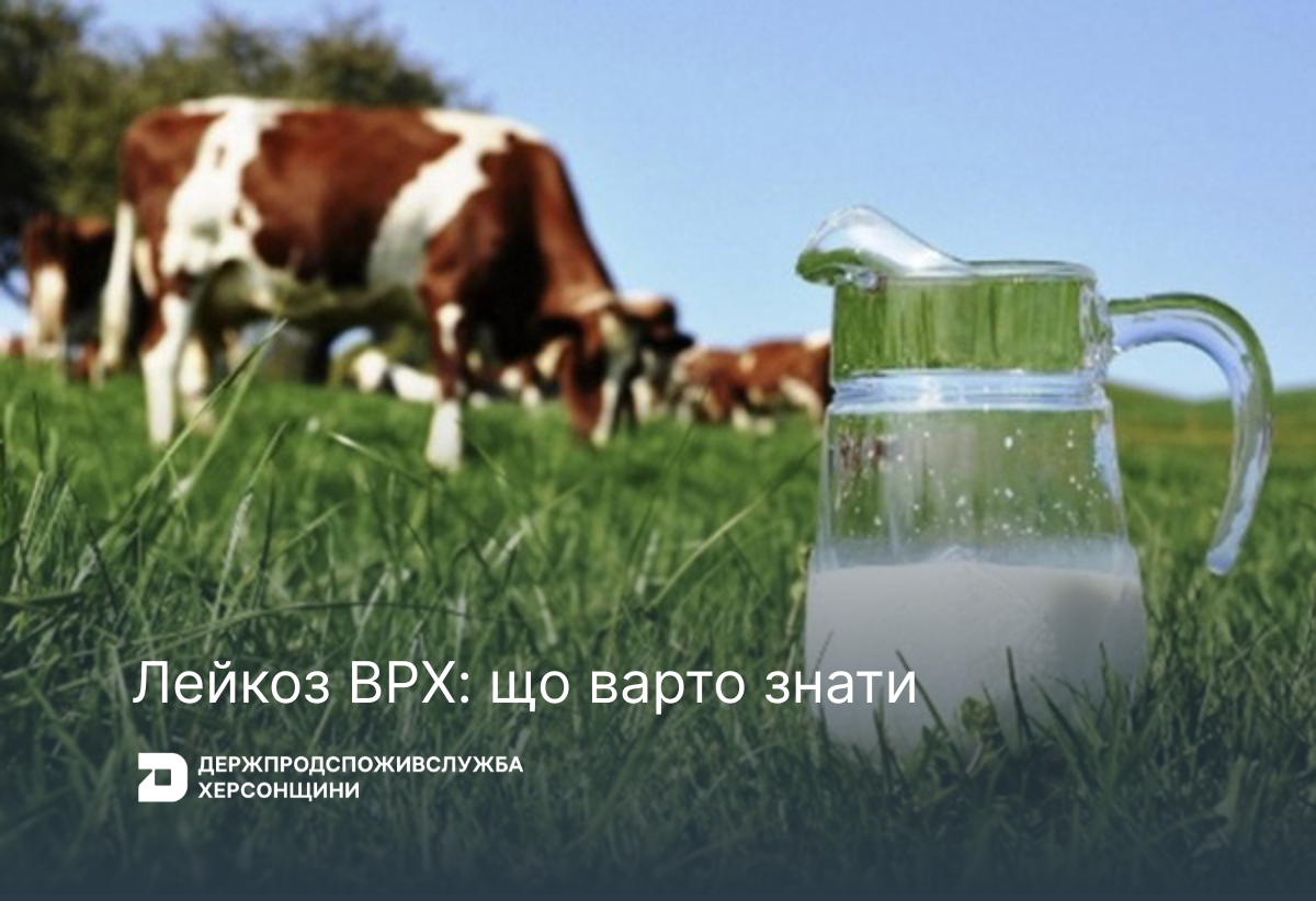 Лейкоз ВРХ: що варто знати