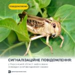 Зображення WhatsApp, дата_ 2025-06-27 о 08.54.56_139f74f7 Сигналізаційне повідомлення: у Херсонській області зафіксовано осередки розповсюдження сарани