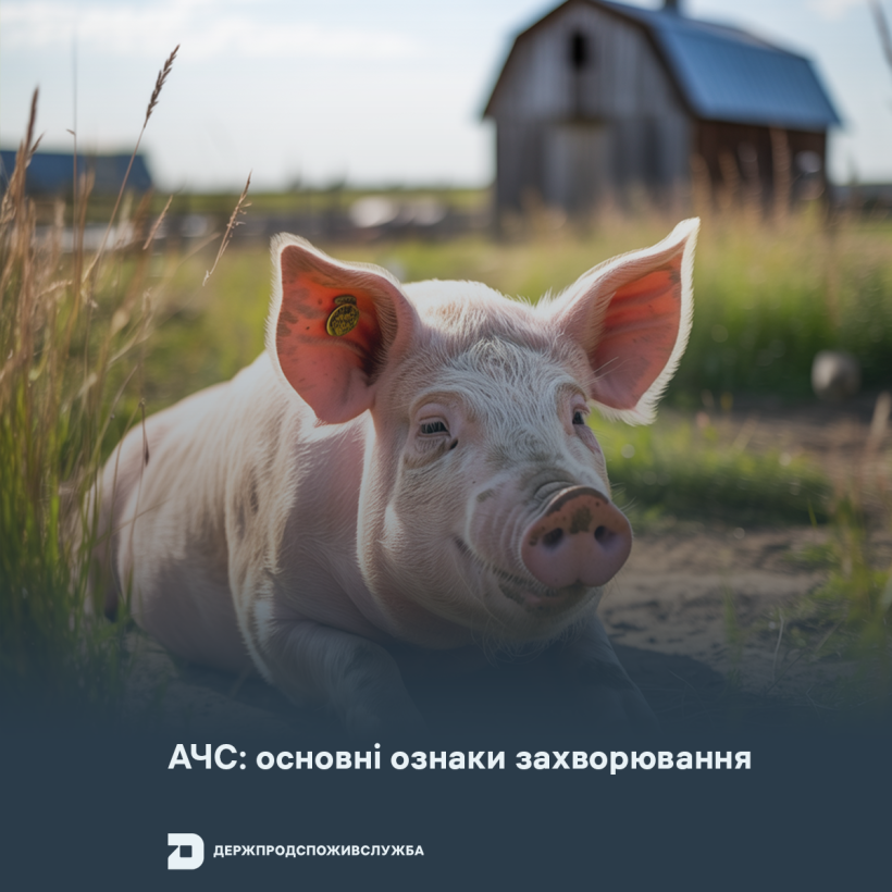 АЧС: основні ознаки захворювання