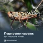 поширення сарани Херсон Миколаїв Поширення сарани: про ситуацію в Україні