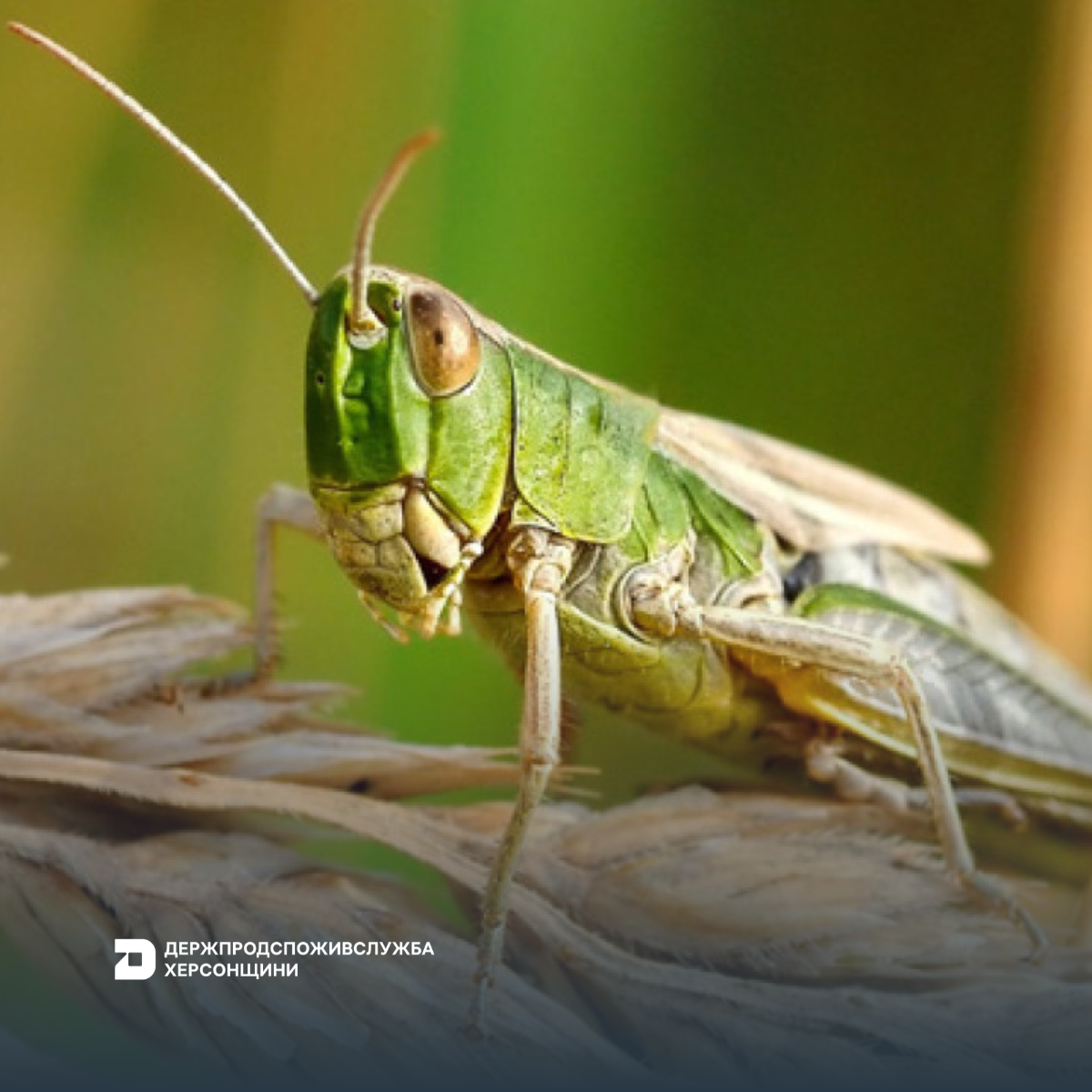 Держпродспоживслужба Херсонщини закликає посилити моніторинг сільгоспугідь у зв’язку з активізацією саранових