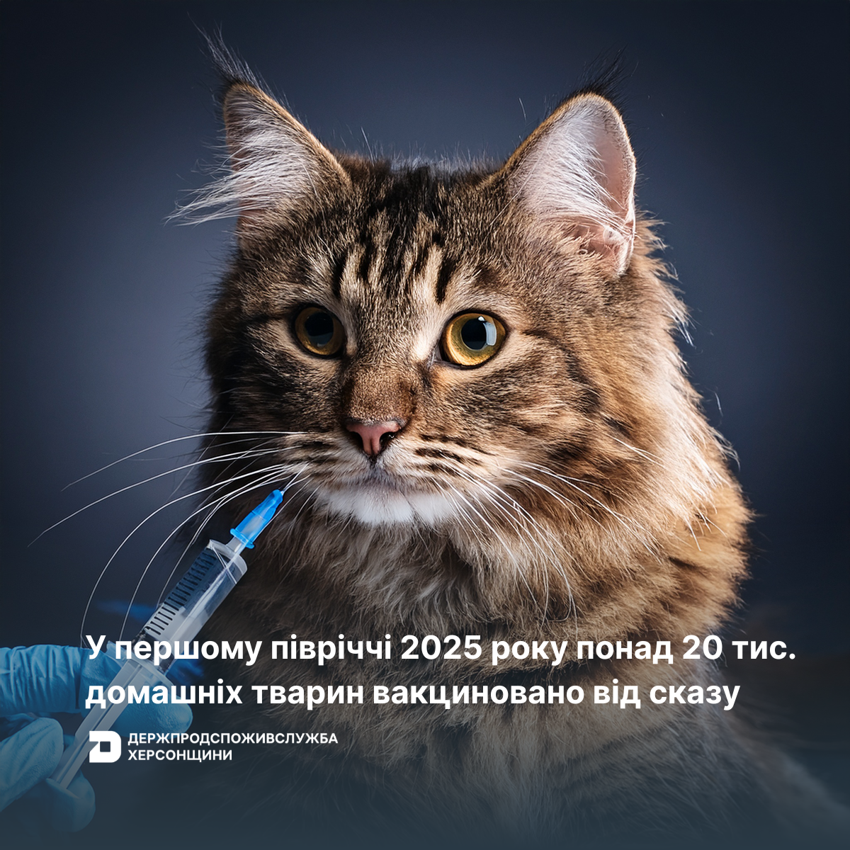 У першому півріччі 2025 року понад 20 тис. домашніх тварин вакциновано від сказу