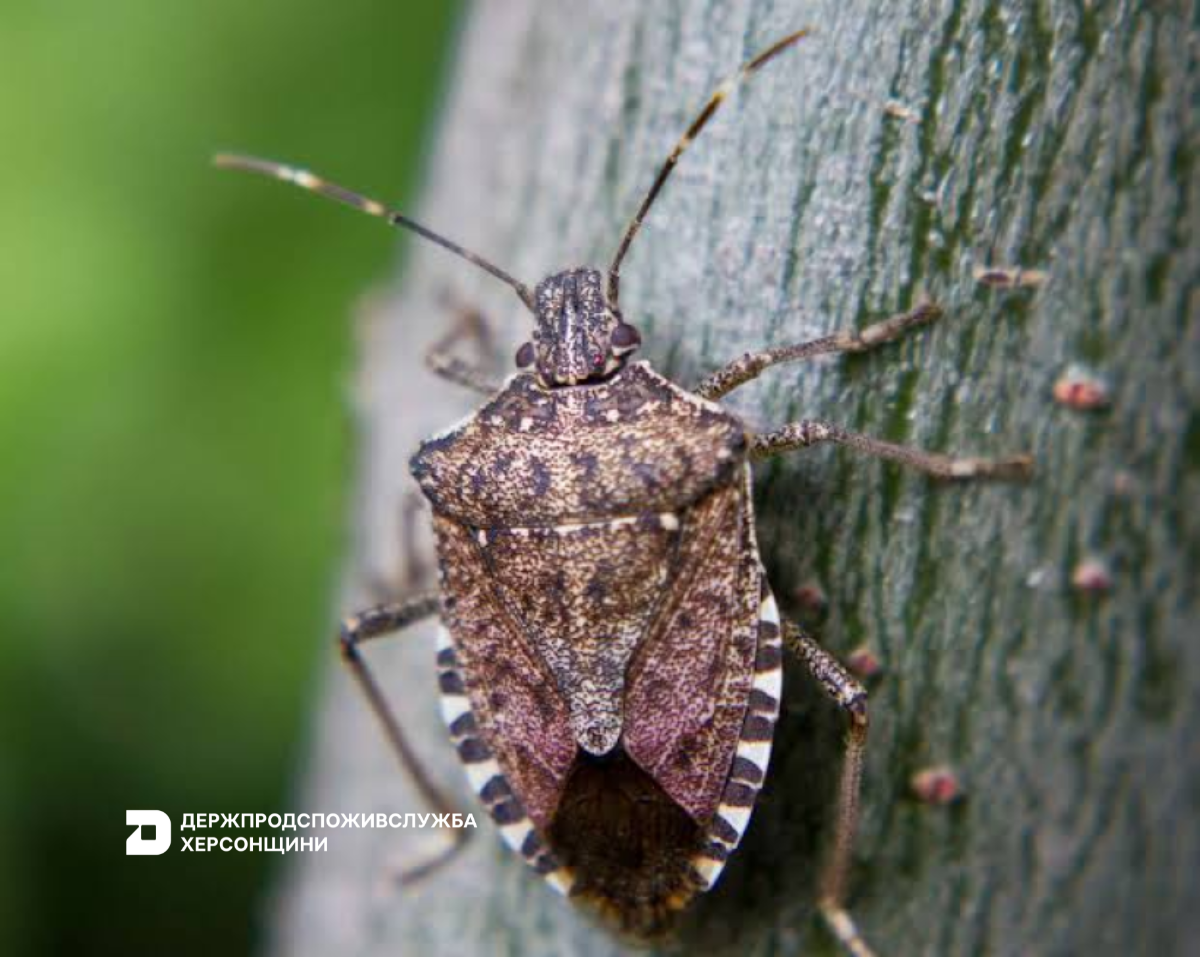 Жовто-бурий мармуровий клоп: загроза для врожаю та рослинництва