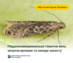 Вимоги до (61) Південноамериканська томатна міль: загроза врожаю та заходи захисту