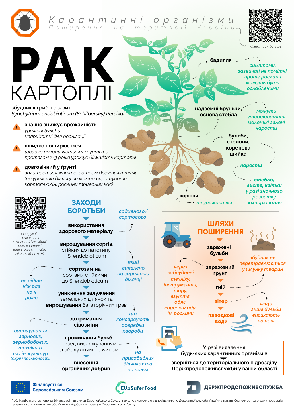 Рак картоплі — небезпечне карантинне захворювання, що загрожує агровиробництву