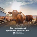 Що таке заразний вузликовий дерматит ВРХ?