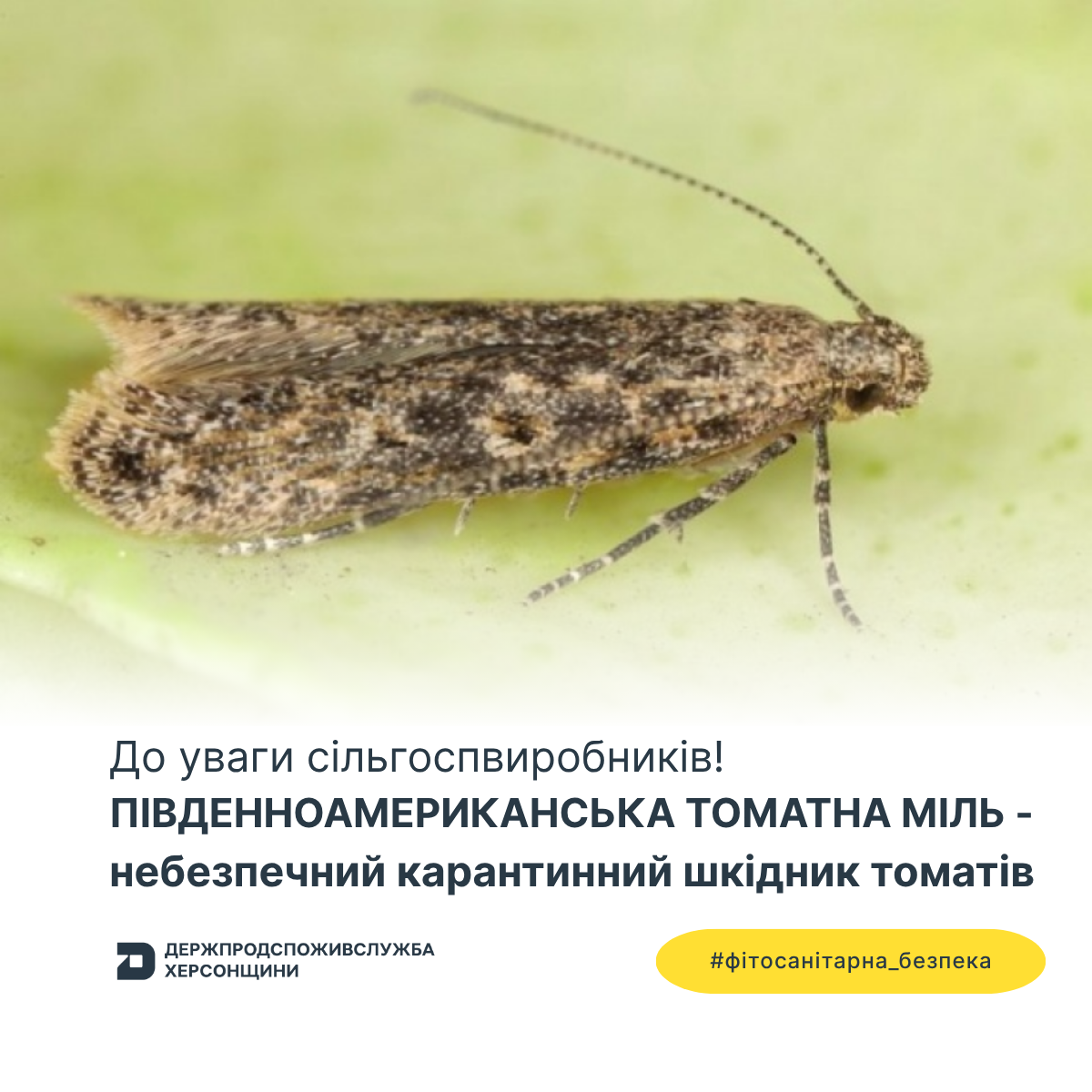 До уваги сільгоспвиробників! Південноамериканська томатна міль – небезпечний карантинний шкідник томатів