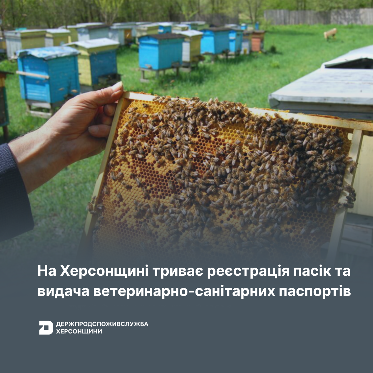 На Херсонщині триває реєстрація пасік та видача ветеринарно-санітарних паспортів