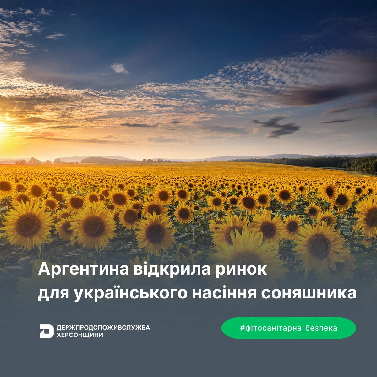 Аргентина відкрила ринок для українського насіння соняшника