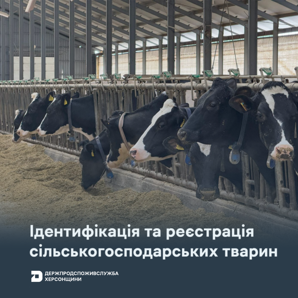 Ідентифікація та реєстрація сільськогосподарських тварин