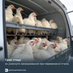 22.10.20225 Грип птиці: як уникнути захворювання при перевезенні птахів