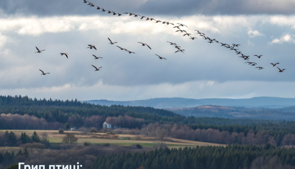 29.10.2025 Грип птиці: як уникнути захворювання на подвірних господарствах і в мисливських угіддях