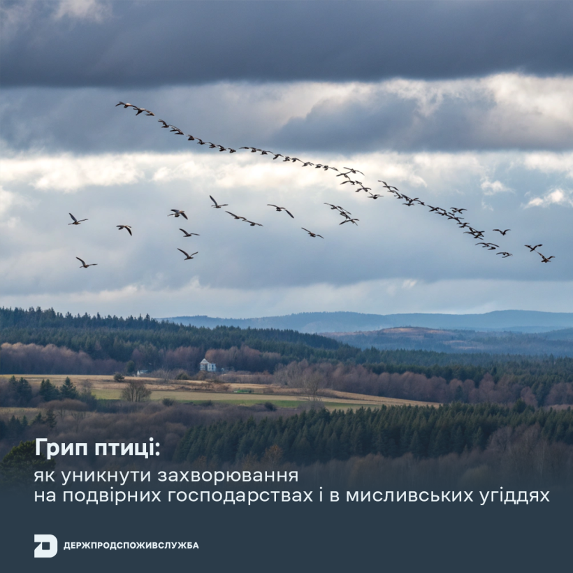 Грип птиці: як уникнути захворювання на подвірних господарствах і в мисливських угіддях