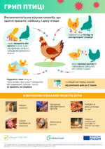 Грип птиці: симптоми, шляхи передачі та профілактика хвороби