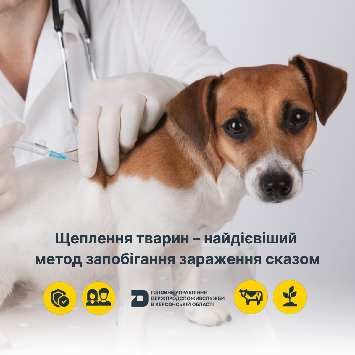 Щеплення тварин – найдієвіший метод запобігання зараження сказом