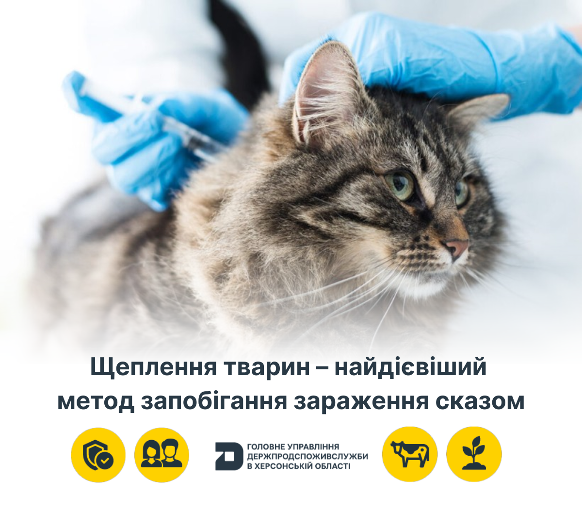 Щеплення тварин – найдієвіший метод запобігання зараження сказом