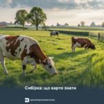 Сибірка: що варто знати