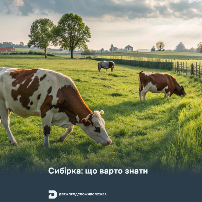 Сибірка: що варто знати