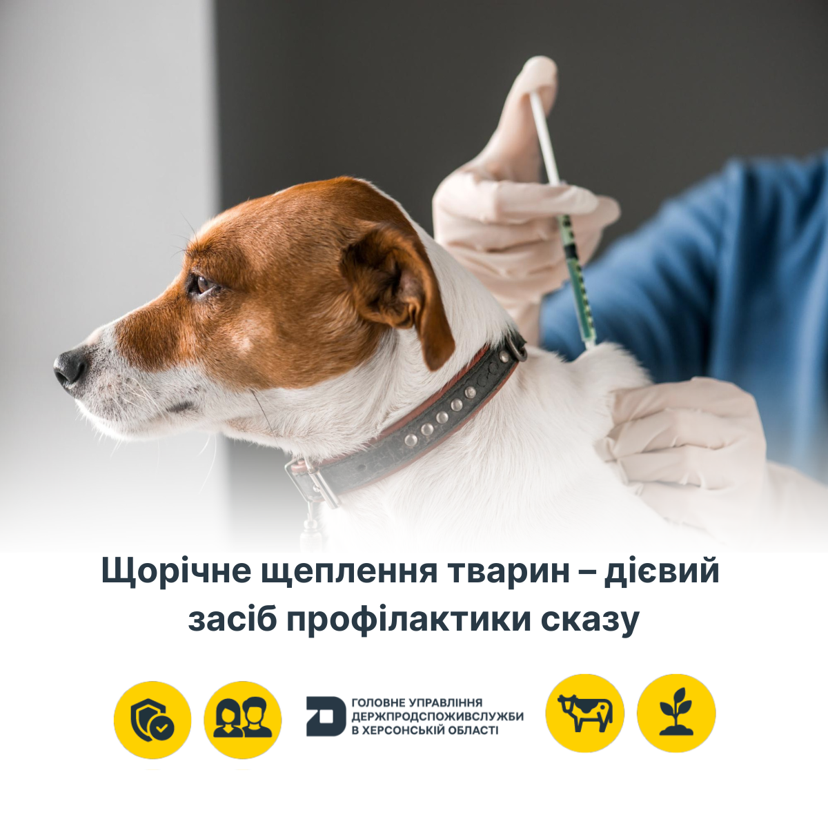 Щорічне щеплення тварин – дієвий засіб профілактики сказу