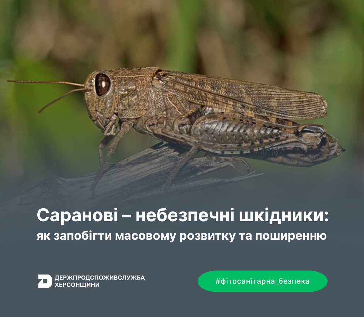 Саранові – небезпечні шкідники: як запобігти масовому розвитку та поширенню