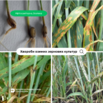 Хвороби озимих зернових культур