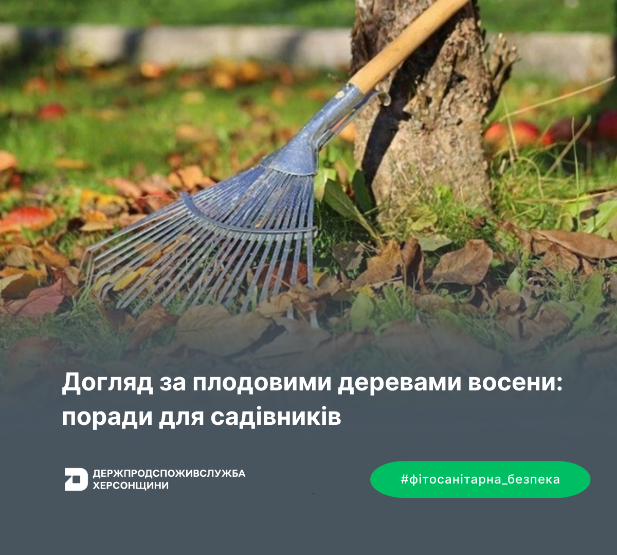 Догляд за плодовими деревами восени: поради для садівників