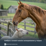 Сибірка: основні ознаки захворювання у тварин