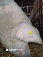 На Херсонщині посилено контроль за дотриманням вимог щодо ідентифікації та реєстрації тварин