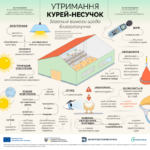 Благополуччя курей‑несучок під час їх утримання: нові вимоги з січня 2026 року