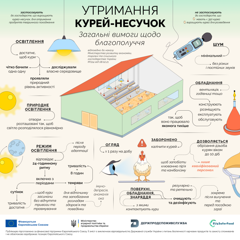 Благополуччя курей‑несучок під час їх утримання: нові вимоги з січня 2026 року