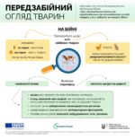 Передзабійний та післязабійний огляд тварин з 1 березня 2027 року: що треба знати операторам боєнь
