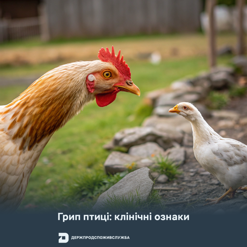 Грип птиці: клінічні ознаки у домашньої птиці